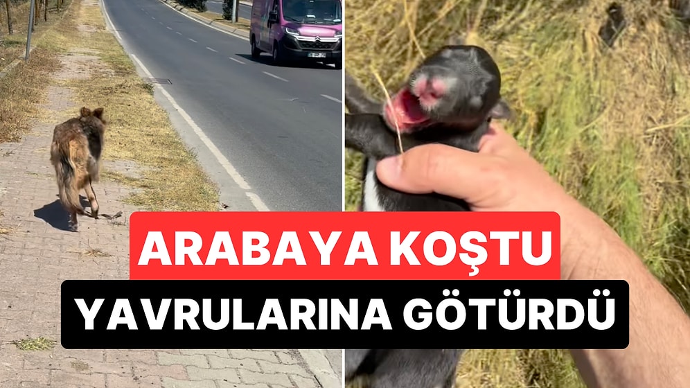 Yeni Doğan Yavruları İçin İnsanlardan Resmen Yardım İsteyen Çoban Köpeği Yeni Yuvasına Kavuştu