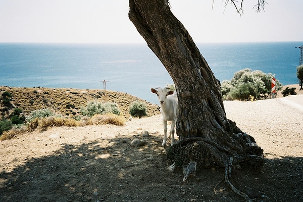 Why Visit Gokceada?