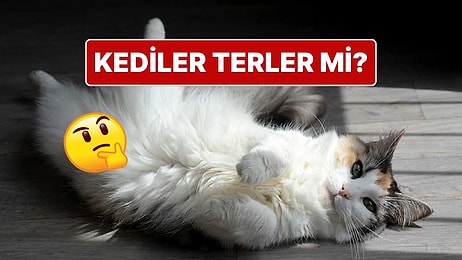 Sıcakta Terlemeyen Kediler Kendilerini Nasıl Serin Tutuyor?
