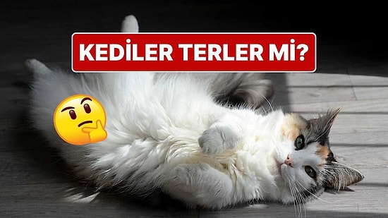Sıcakta Terlemeyen Kediler Kendilerini Nasıl Serin Tutuyor?