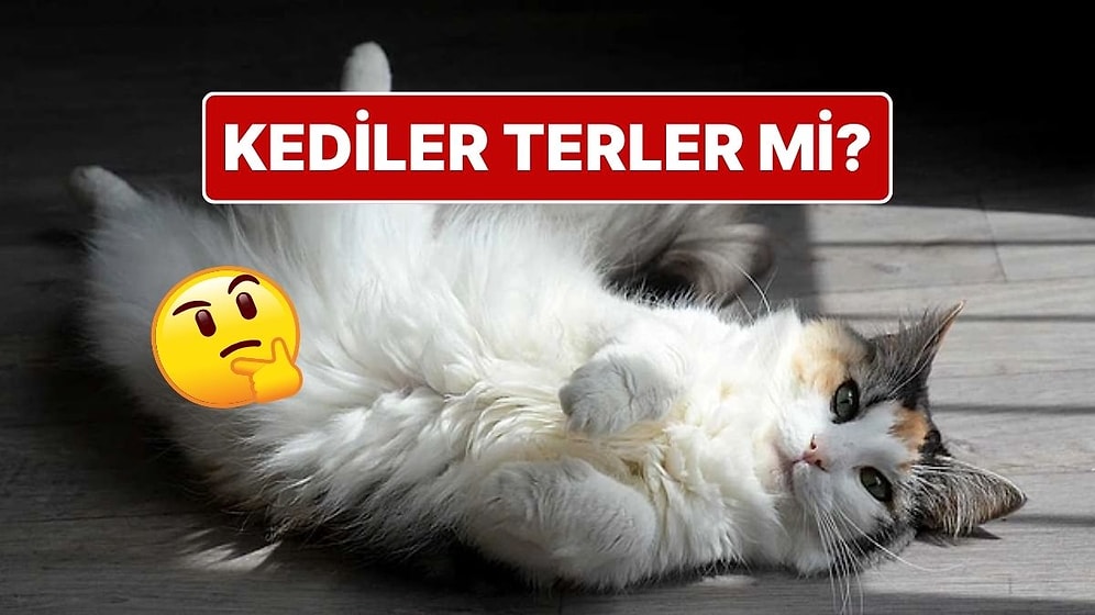 Sıcakta Terlemeyen Kediler Kendilerini Nasıl Serin Tutuyor?