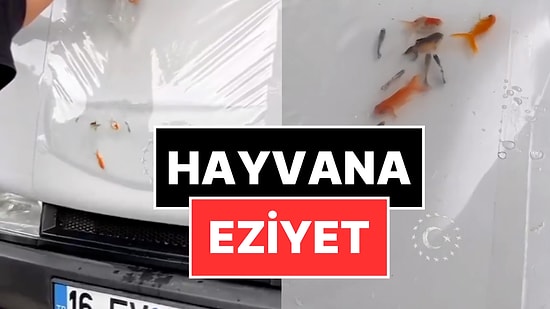 Eziyet Akımı! Araç Kaputuna Canlı Balık Koyup Video Çektiler