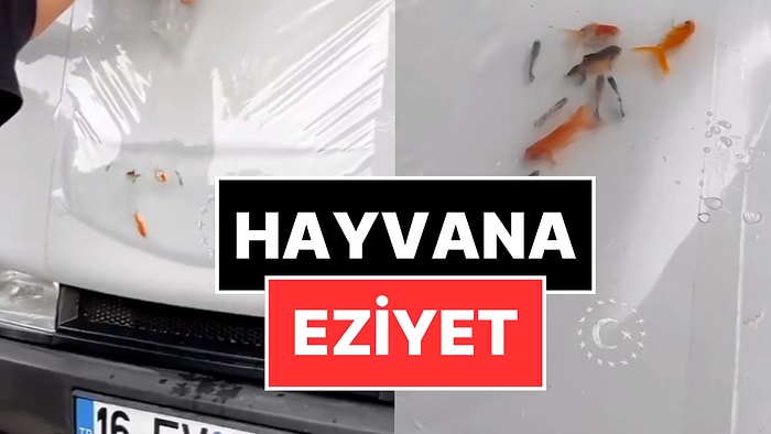 Eziyet Akımı! Araç Kaputuna Canlı Balık Koyup Video Çektiler