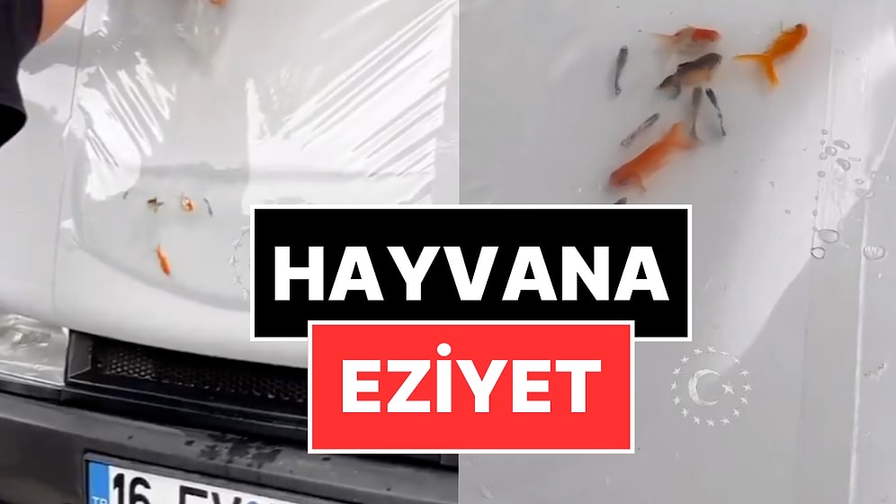 Eziyet Akımı! Araç Kaputuna Canlı Balık Koyup Video Çektiler