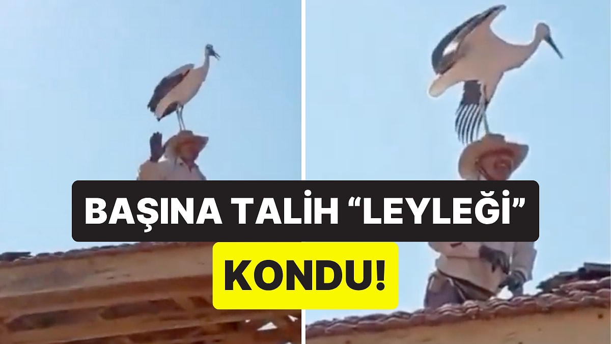 Çatıda Çalışan İşçinin Kafasına Konan Leylek Komik Anlara Sahne Oldu