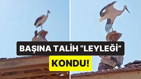 Çatıda Çalışan İşçinin Kafasına Konan Leylek Komik Anlara Sahne Oldu