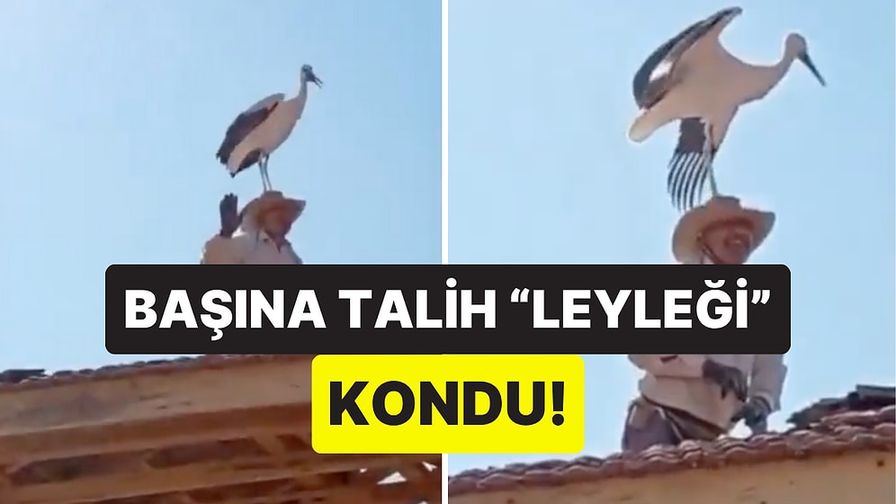 Çatıda Çalışan İşçinin Kafasına Konan Leylek Komik Anlara Sahne Oldu