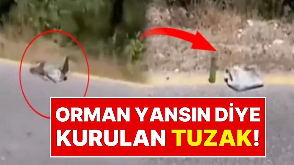 Bunun Adı ‘Şişeli İhanet!”: Bir Vatandaş, Ormanları Yakmak İçin Kurulan Tuzakları Görüntüledi