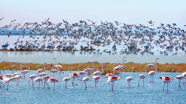 7. Kuş Cenneti National Park