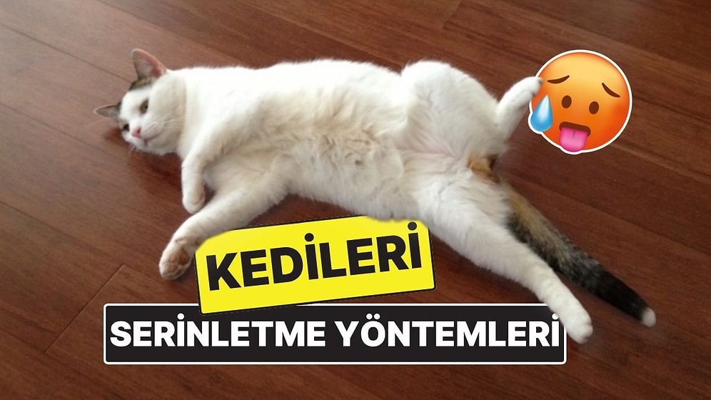 Bu Sıcaklarda Kedinizin Bayılmaması İçin 10 Etkili Serinletme Yöntemi!