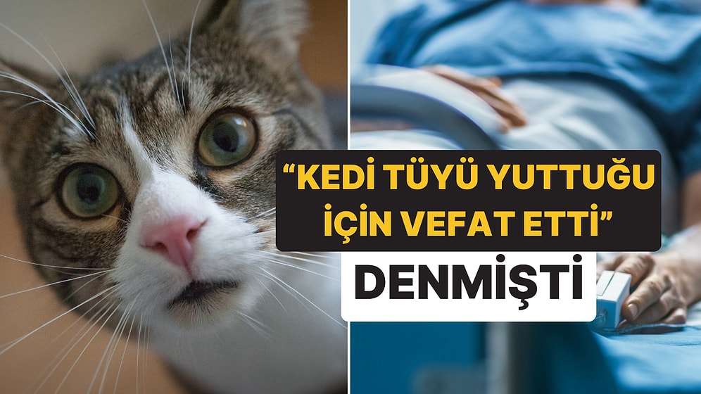 Herkesi Tedirgin Eden "Kedi Tüyü Yuttuğu İçin Öldü" Haberinin Ardındaki Gerçek Ortaya Çıktı
