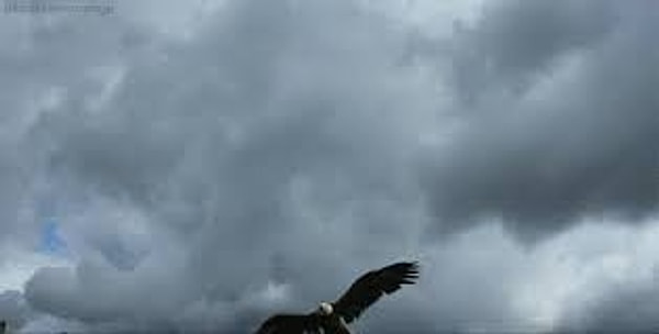 Kartal