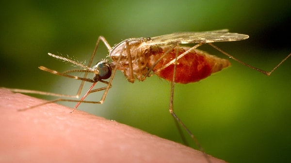 Çin’in güneyinde yer alan Guangdong eyaletinde, sivrisinek kaynaklı chikungunya virüsü hızla yayılıyor. Özellikle Foshan kentinde binlerce vaka bildirilirken, yetkililer halkı önlem almaya çağırıyor.