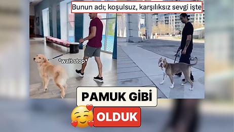 Pamuk Gibi Olduk: İnsanlar Patili Dostlarının Yanından Bir Yabancı Gibi Geçerek Tepkilerini Kaydetti