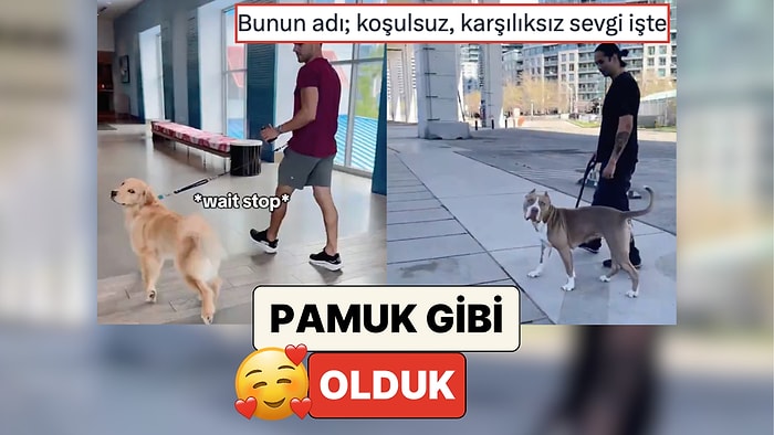 Pamuk Gibi Olduk: İnsanlar Patili Dostlarının Yanından Bir Yabancı Gibi Geçerek Tepkilerini Kaydetti