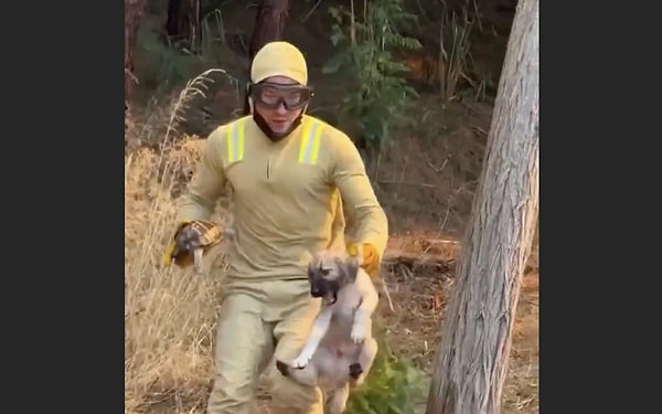 Yangınlardan en çok etkilenenlerden biri de ormanda yaşayan canlılar oluyor.
