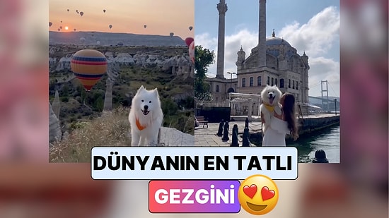 Gerçek Bir Infuencer: Türkiye'nin Her Köşesini Gezen Felix İsimli Köpeğin Videoları Bayılacaksınız