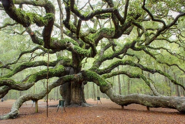 Meşe (Oak)