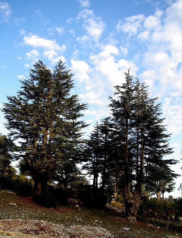 Karaağaç (Hawthorn)