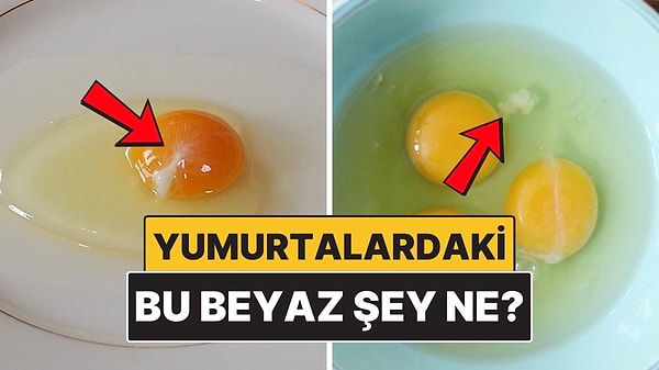 11. Yumurtaların Üstündeki Bu Beyaz Şey Tam Olarak Ne?