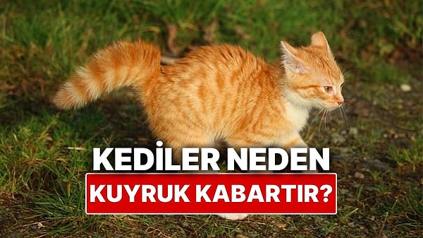 14. Kediler Neden Bazen Kuyruklarını Kabartır?