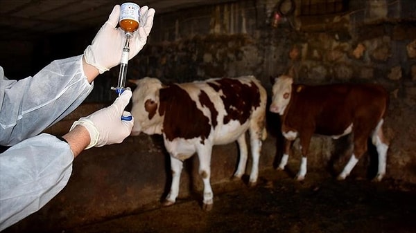 Hayvan pazarları ne zaman açılacak?