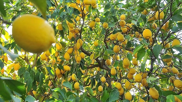 “Deizmi önlersek, limonun tanesi kendiliğinden 5 TL olacaktır.”