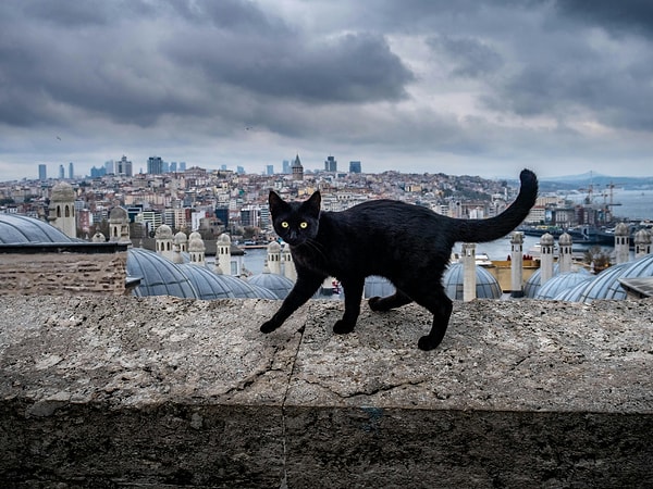 Why is Istanbul known as the ‘city of cats’?