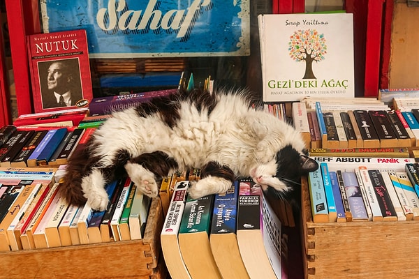 4. Sahaflar Market (Beyazıt) – ‘Bookstore cats’