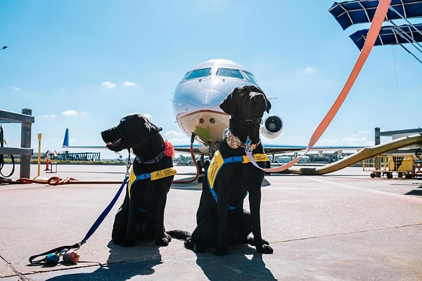 Travelling to Turkey with Your Dog by Plane