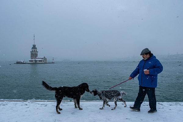 Travelling with Dogs in Turkey: Current Rules in Istanbul