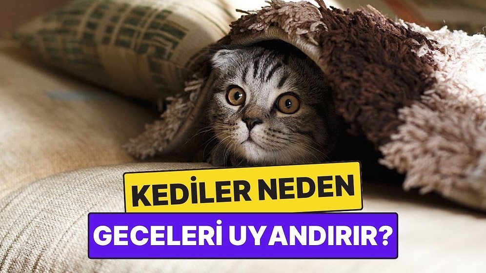 Kediler Neden Bizi Gecenin Köründe Uyandırır?