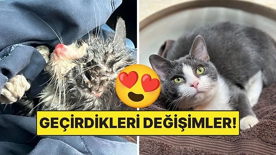 Sahiplendikleri Hayvanların Önceki ve Sonraki Hallerini Paylaşarak Kalp Isıtan Kullanıcılar