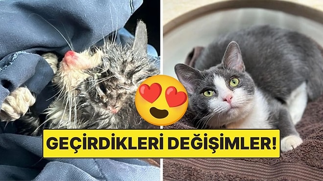 Sahiplendikleri Hayvanların Önceki ve Sonraki Hallerini Paylaşarak Kalp Isıtan Kullanıcılar