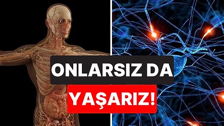 Uzman Açıkladı: Olmadan da Yaşayabileceğiniz 10 Organ