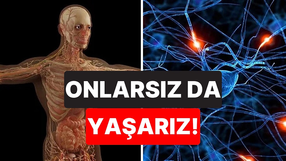 Uzman Açıkladı: Olmadan da Yaşayabileceğiniz 10 Organ