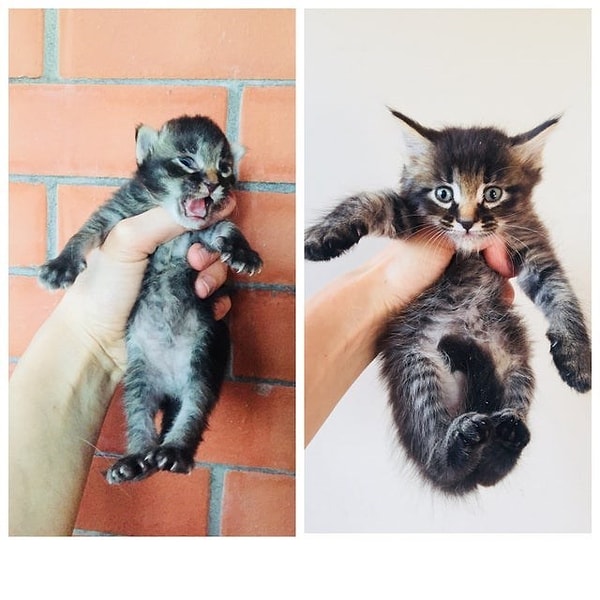 5. Bu bebek ötanazi olmaktan kurtarılmış 🥲