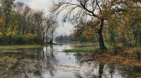 9. İğneada Longoz Forests — Europe's Rare Longoz Ecosystem