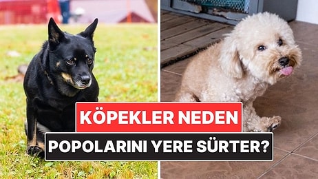 Köpekler Neden Bazen Popolarını Yere Sürter?