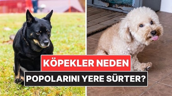 Köpekler Neden Bazen Popolarını Yere Sürter?