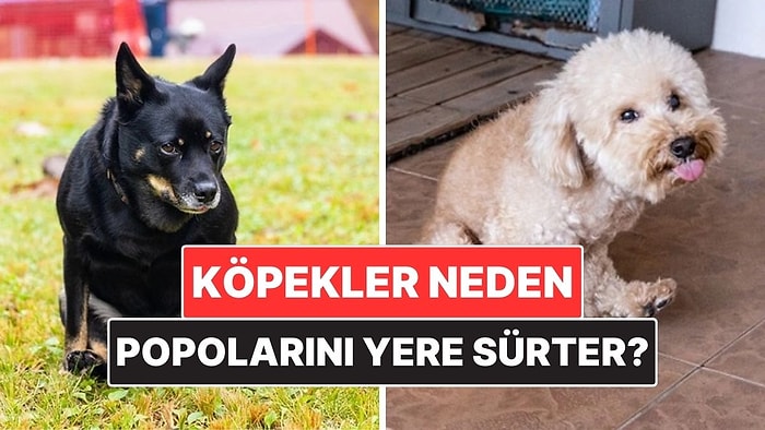 Köpekler Neden Bazen Popolarını Yere Sürter?