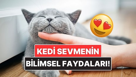 Kedileri Sevmenin Bilimsel Olarak Kanıtlanmış Faydaları