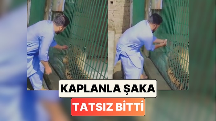 Doğal Seçilim: Hayvanat Bahçesindeki Kaplanı Rahatsız Eden Bir Adamın Yüreği Ağzına Geldi