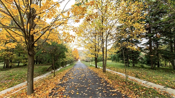 1. Autumn Walk and Nature Exploration at Atatürk Arboretum