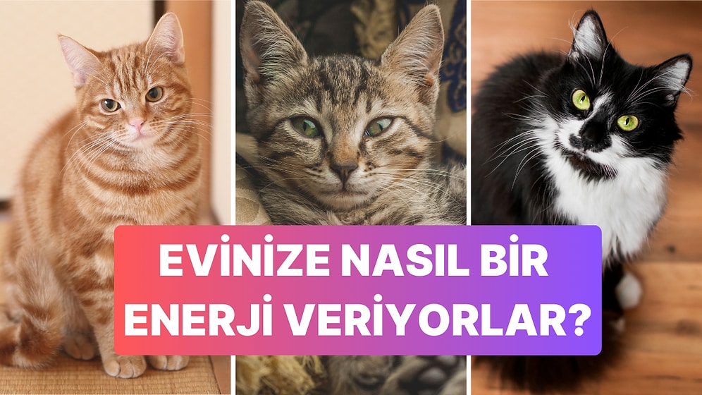 Kediler Tüy Renklerine Göre Evimizin Enerjisini Nasıl Etkiliyor?