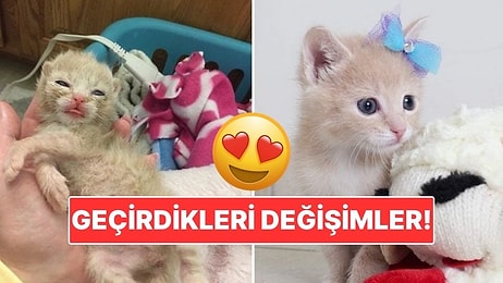 Sahiplendikleri Hayvanların Önceki ve Sonraki Hallerini Paylaşarak Kalp Isıtan Kullanıcılar