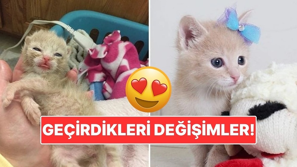 Sahiplendikleri Hayvanların Önceki ve Sonraki Hallerini Paylaşarak Kalp Isıtan Kullanıcılar