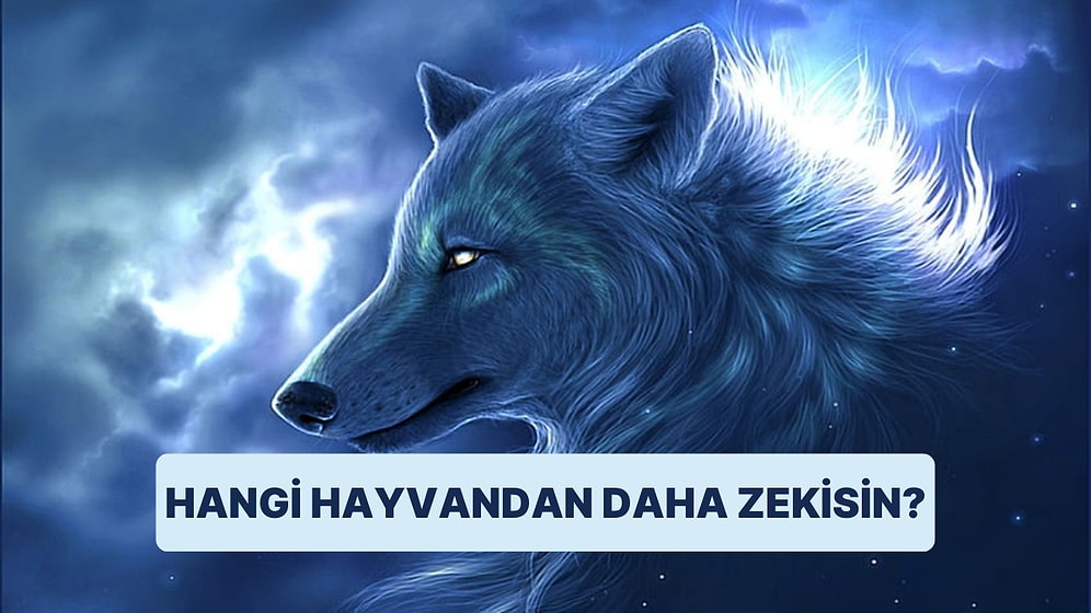 Hangi Hayvandan Daha Zekisin?