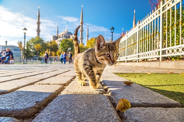 Peki ama neden bu kadar çoklar? Kendileri, şehrin en tatlı sahipleri diyebiliriz!