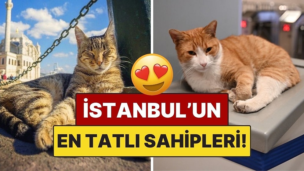 İstanbul’un Kedileri: Sokakların En Tatlı Misafirleri, Şehrin Gizli Sahipleri!